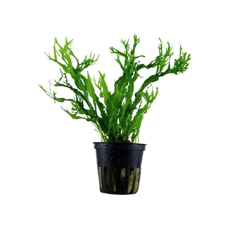 Planta acvariu Microsorum Pteropus Windelov Stoffels - imagine 4